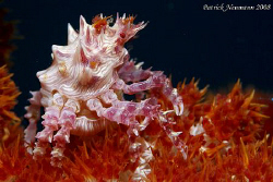 Taken in Anilao Philippins with Canon 400D+100mm Macro lens by Patrick Neumann 